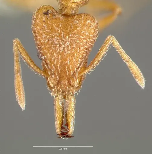 Strumigenys tegar specimen CASENT0005642 image casent0005642_2