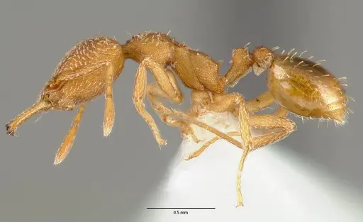 Strumigenys tegar specimen CASENT0005642 image casent0005642_3