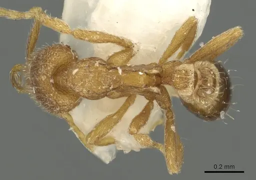 Strumigenys tenitecta specimen CASENT0900823 image casent0900823_1