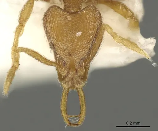 Strumigenys tenitecta specimen CASENT0900823 image casent0900823_2