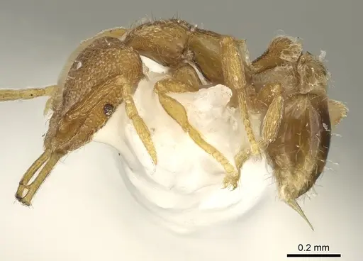 Strumigenys tenitecta specimen CASENT0900823 image casent0900823_3