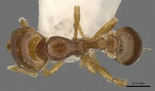 Strumigenys teratrix specimen CASENT0900201 image casent0900201_1