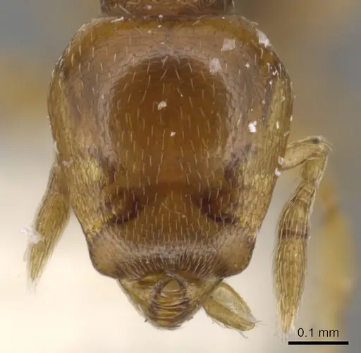Strumigenys teratrix specimen CASENT0900201 image casent0900201_2