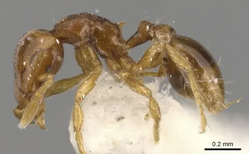 Strumigenys teratrix specimen CASENT0900201 image casent0900201_3