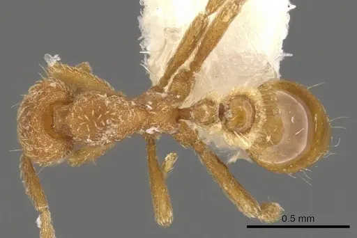 Strumigenys terayamai specimen CASENT0900153 image casent0900153_1