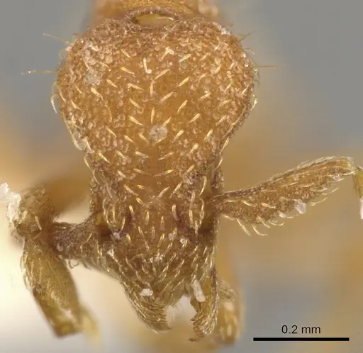 Strumigenys terayamai specimen CASENT0900153 image casent0900153_2