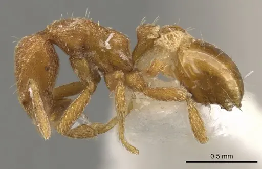 Strumigenys terayamai specimen CASENT0900153 image casent0900153_3