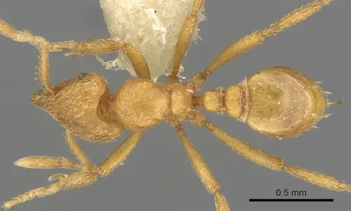 Strumigenys terayamai specimen CASENT0900158 image casent0900158_1