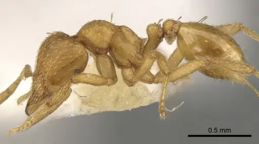 Strumigenys terayamai specimen CASENT0900158 image casent0900158_3