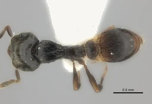 Strumigenys tetragnatha specimen CASENT0217148 image casent0217148_1