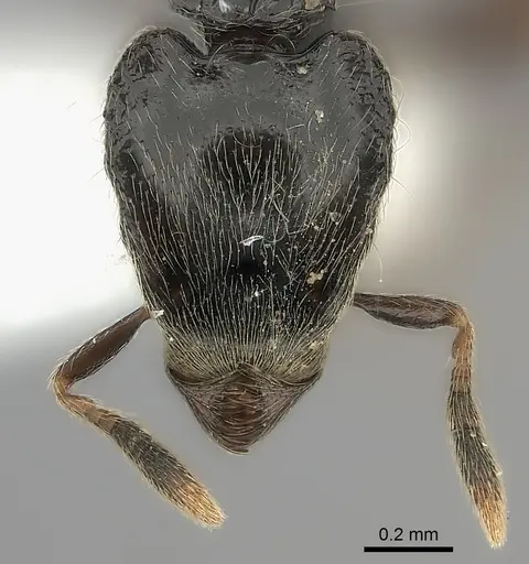 Strumigenys tetragnatha specimen CASENT0217148 image casent0217148_2