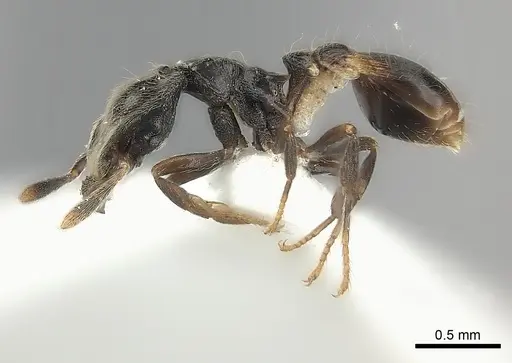 Strumigenys tetragnatha specimen CASENT0217148 image casent0217148_3