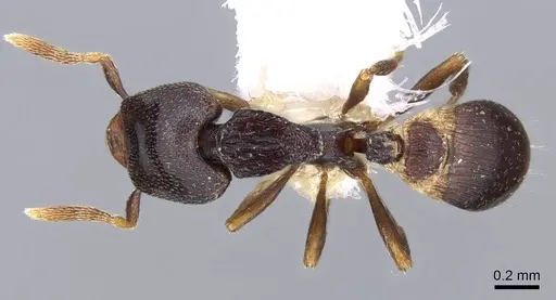 Strumigenys tetragnatha specimen CASENT0914725 image casent0914725_1