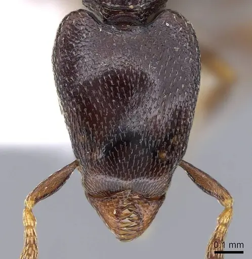 Strumigenys tetragnatha specimen CASENT0914725 image casent0914725_2
