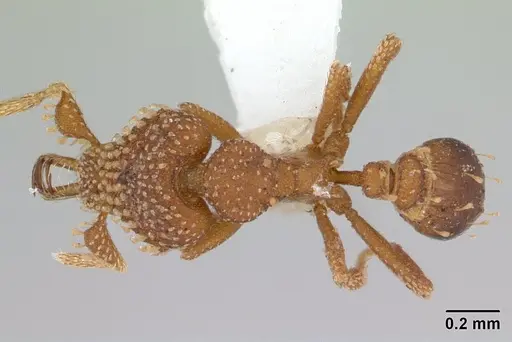 Strumigenys tetraphanes specimen CASENT0178327 image casent0178327_1