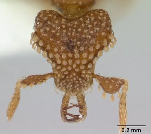 Strumigenys tetraphanes specimen CASENT0178327 image casent0178327_2
