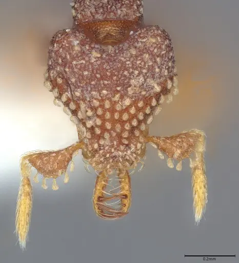 Strumigenys tetraphanes specimen CASENT0763707 image casent0763707_1