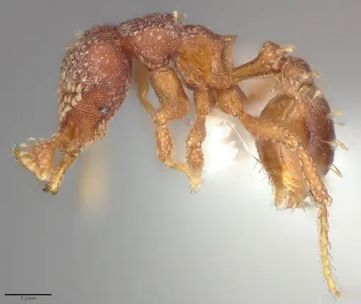 Strumigenys tetraphanes specimen CASENT0763707 image casent0763707_2