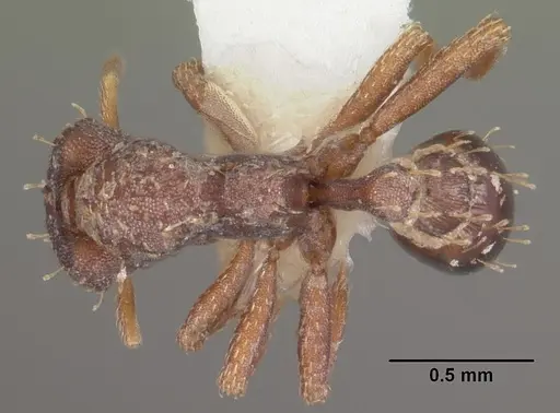 Strumigenys theia specimen CASENT0102605 image casent0102605_1
