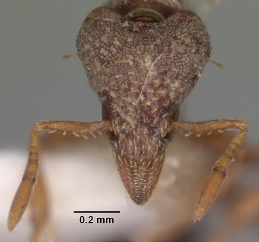 Strumigenys theia specimen CASENT0102605 image casent0102605_2
