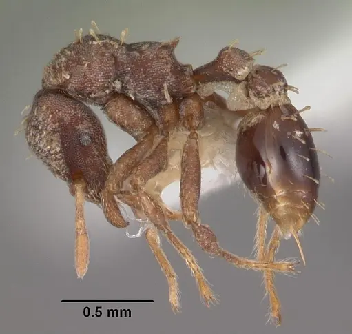 Strumigenys theia specimen CASENT0102605 image casent0102605_3