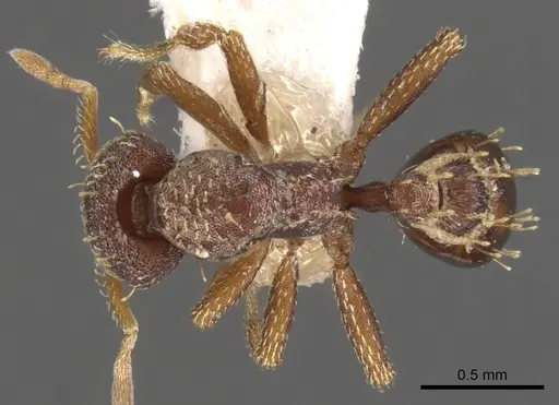 Strumigenys theia specimen CASENT0900110 image casent0900110_1