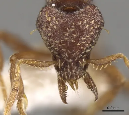 Strumigenys theia specimen CASENT0900110 image casent0900110_2