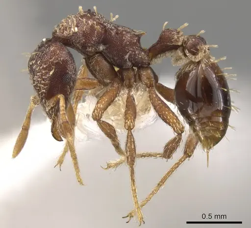 Strumigenys theia specimen CASENT0900110 image casent0900110_3