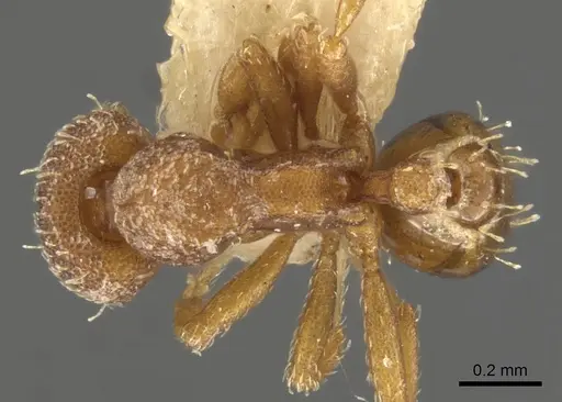 Strumigenys themis specimen CASENT0900116 image casent0900116_1