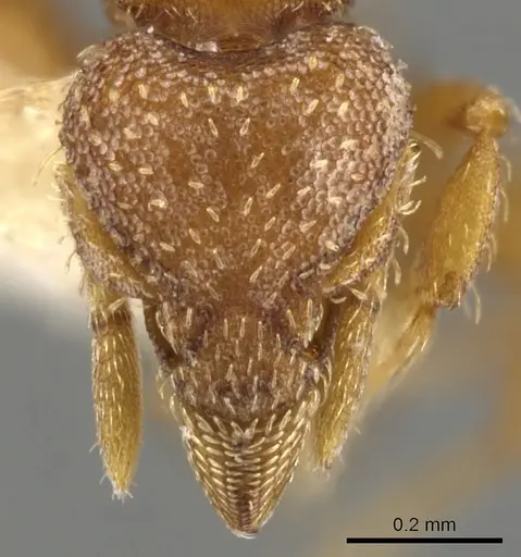 Strumigenys themis specimen CASENT0900116 image casent0900116_2