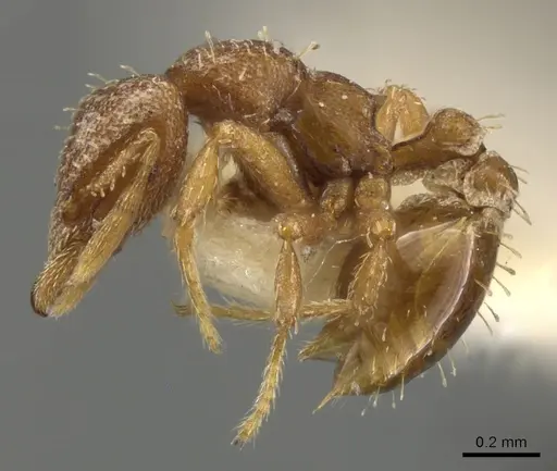 Strumigenys themis specimen CASENT0900116 image casent0900116_3