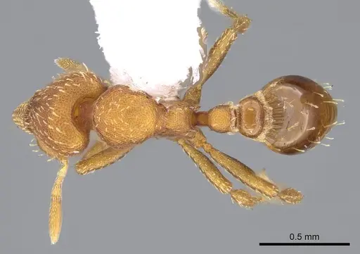 Strumigenys themis specimen CASENT0914630 image casent0914630_1