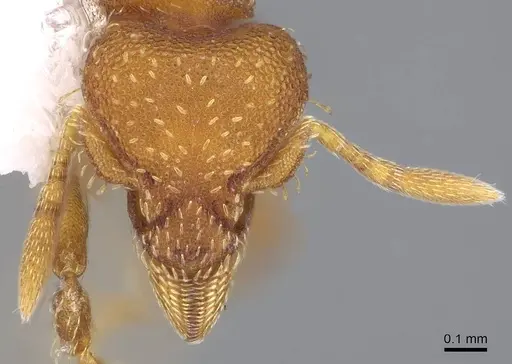 Strumigenys themis specimen CASENT0914630 image casent0914630_2