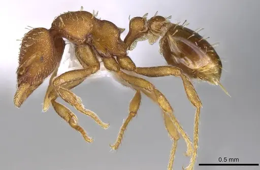 Strumigenys themis specimen CASENT0914630 image casent0914630_3