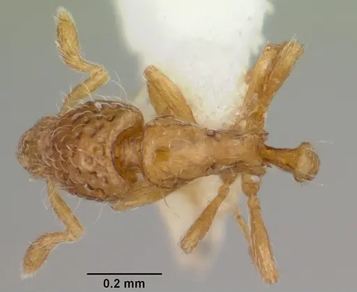 Strumigenys thuvida specimen CASENT0102592 image casent0102592_1