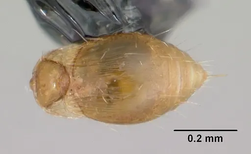 Strumigenys thuvida specimen CASENT0102592 image casent0102592_2