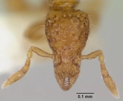 Strumigenys thuvida specimen CASENT0102592 image casent0102592_3