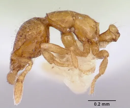 Strumigenys thuvida specimen CASENT0102592 image casent0102592_4
