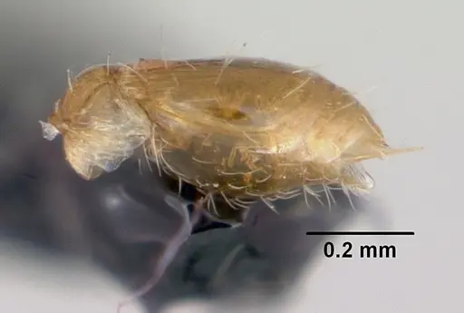 Strumigenys thuvida specimen CASENT0102592 image casent0102592_5