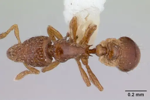 Strumigenys thuvida specimen CASENT0178323 image casent0178323_1
