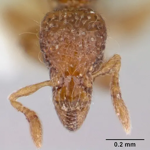 Strumigenys thuvida specimen CASENT0178323 image casent0178323_2