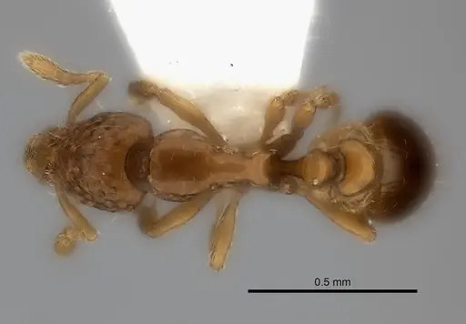 Strumigenys thuvida specimen CASENT0217188 image casent0217188_1