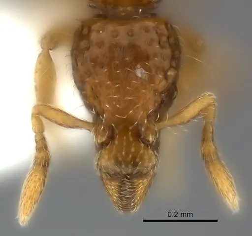 Strumigenys thuvida specimen CASENT0217188 image casent0217188_2