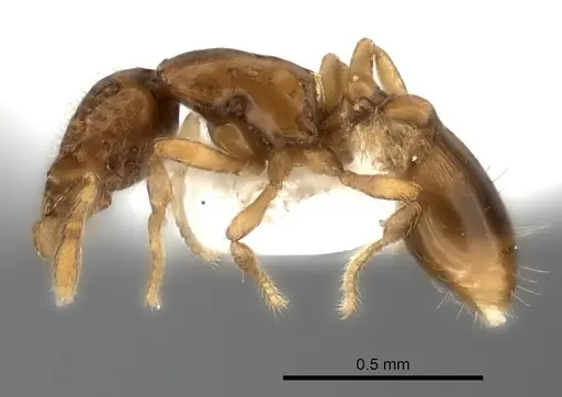 Strumigenys thuvida specimen CASENT0217188 image casent0217188_3