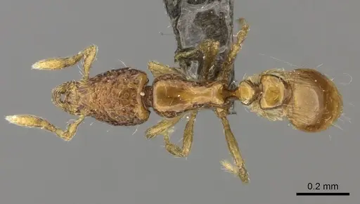 Strumigenys thuvida specimen CASENT0235698 image casent0235698_1
