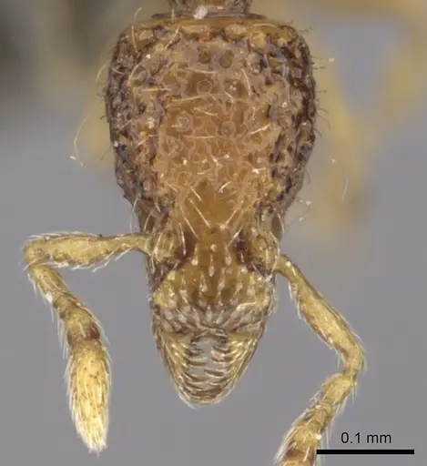 Strumigenys thuvida specimen CASENT0235698 image casent0235698_2