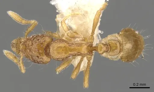 Strumigenys thuvida specimen CASENT0900051 image casent0900051_1