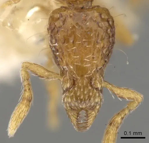 Strumigenys thuvida specimen CASENT0900051 image casent0900051_2