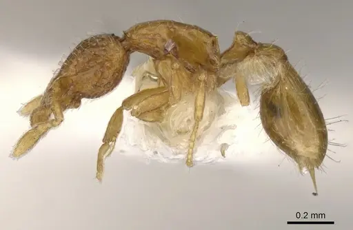 Strumigenys thuvida specimen CASENT0900051 image casent0900051_3