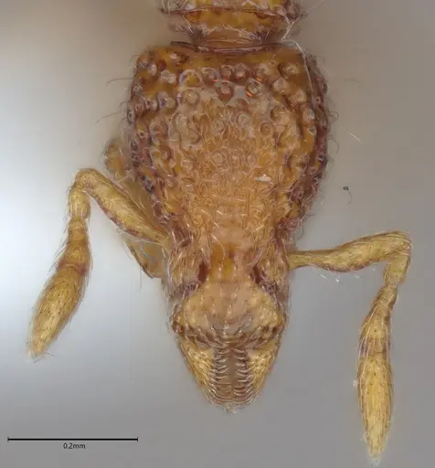 Strumigenys thuvida specimen CASENT4036273 image casent4036273_1